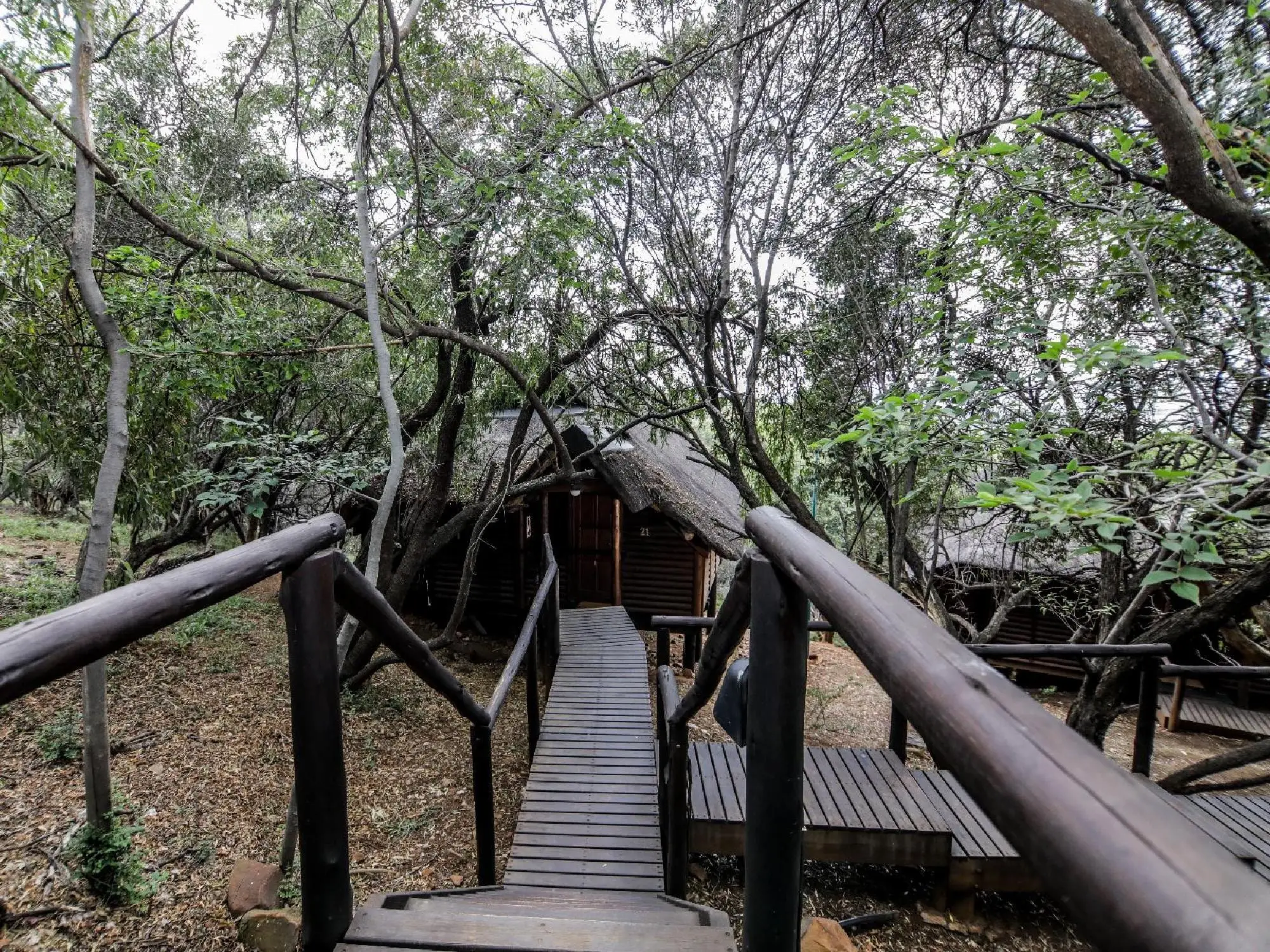 Mopani: inside